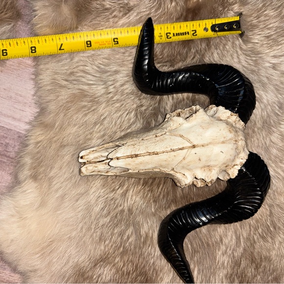 Decorative Resin Ram Skull - Black and Cream - Picture 4 of 4